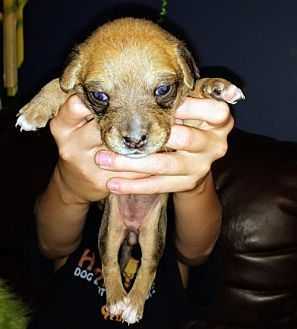 Petstablished | Happy Days Dog and Cat Rescue has pets for adopt.