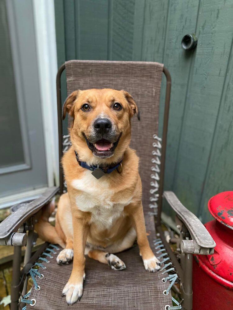 Meet Gypsy, a Petstablished Mixed Breed Dog in