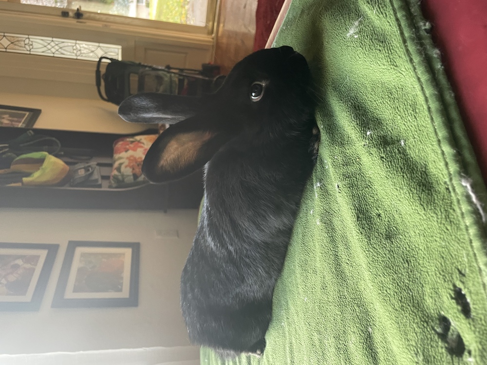 Petstablished Manage your Animal Welfare Organization (AWO) with our