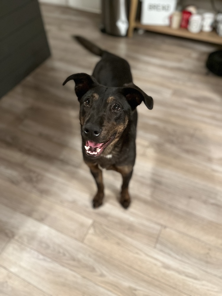 Can Stevia Kill A Dog