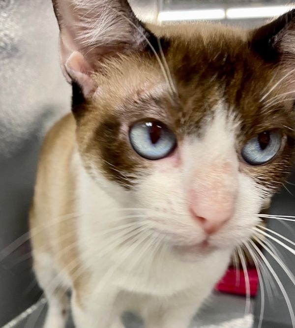 best small indoor family dog