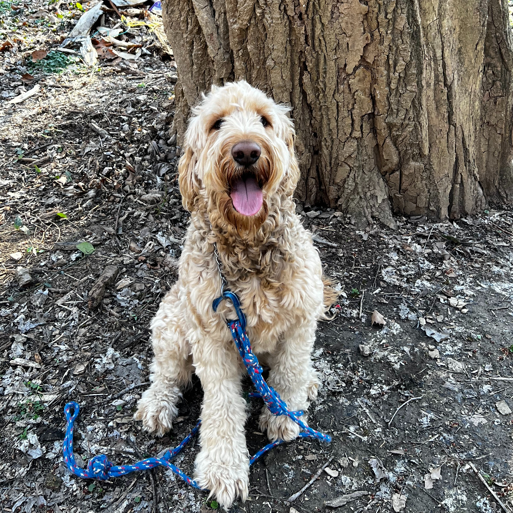 How Do You Train A Cockapoo Not To Bite