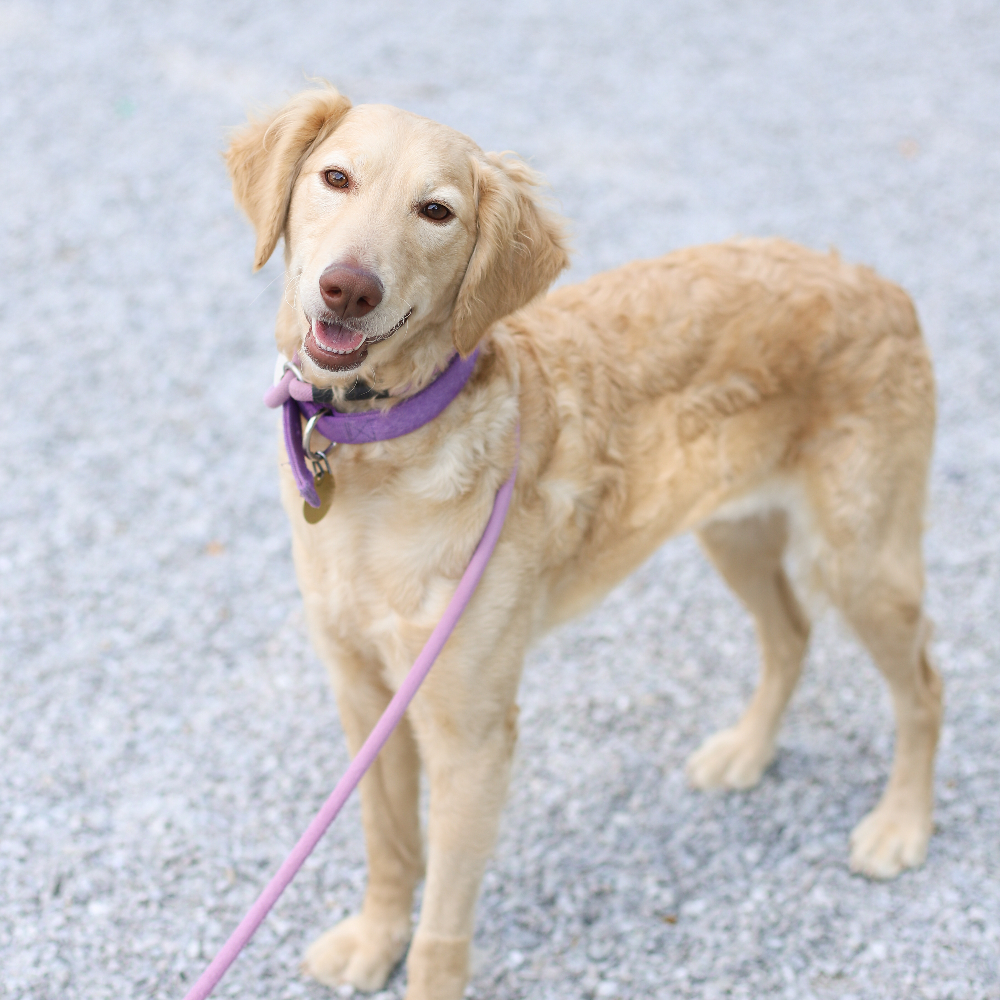 How Big Is A Golden Retriever Puppy Neck