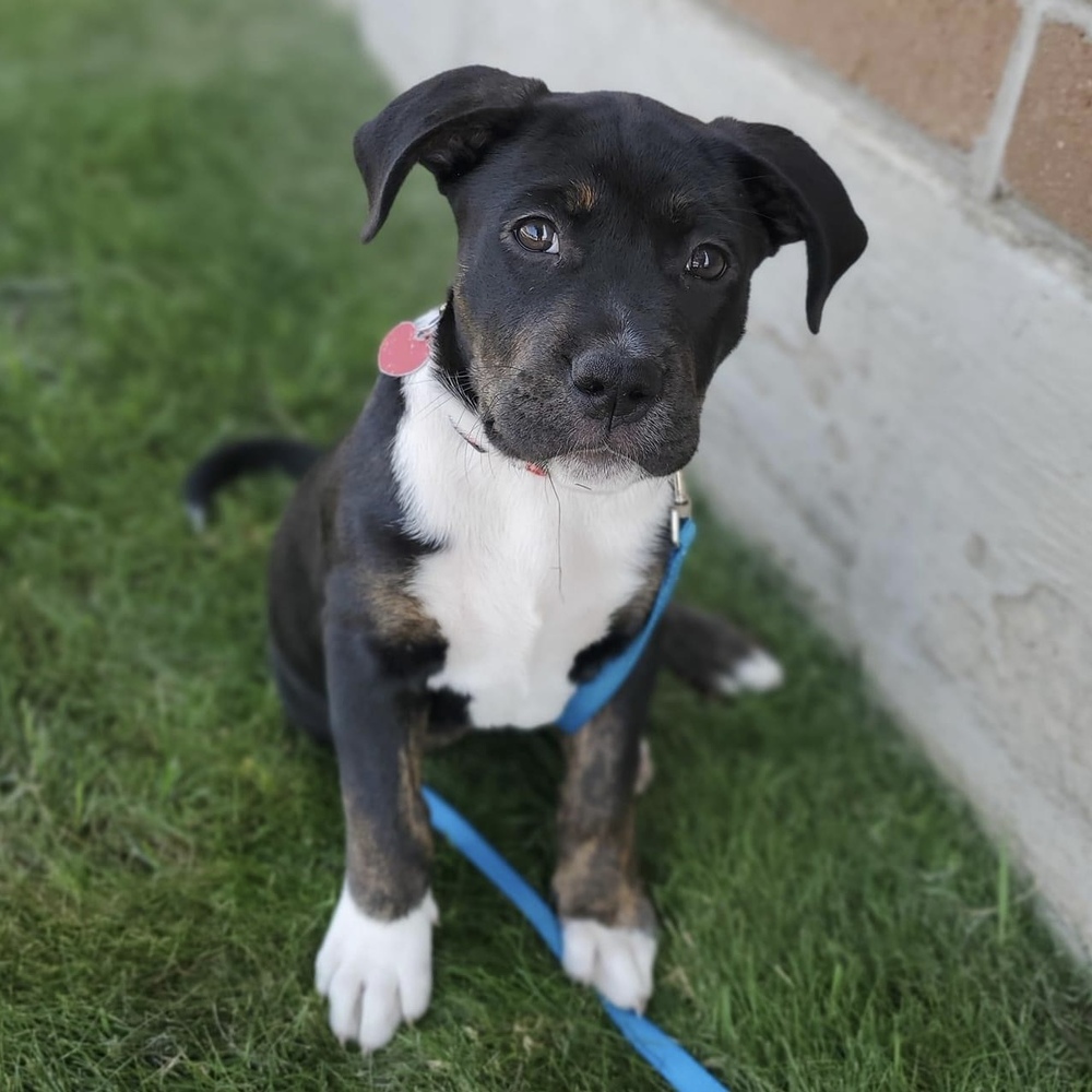Lab Staffy Mix Puppies