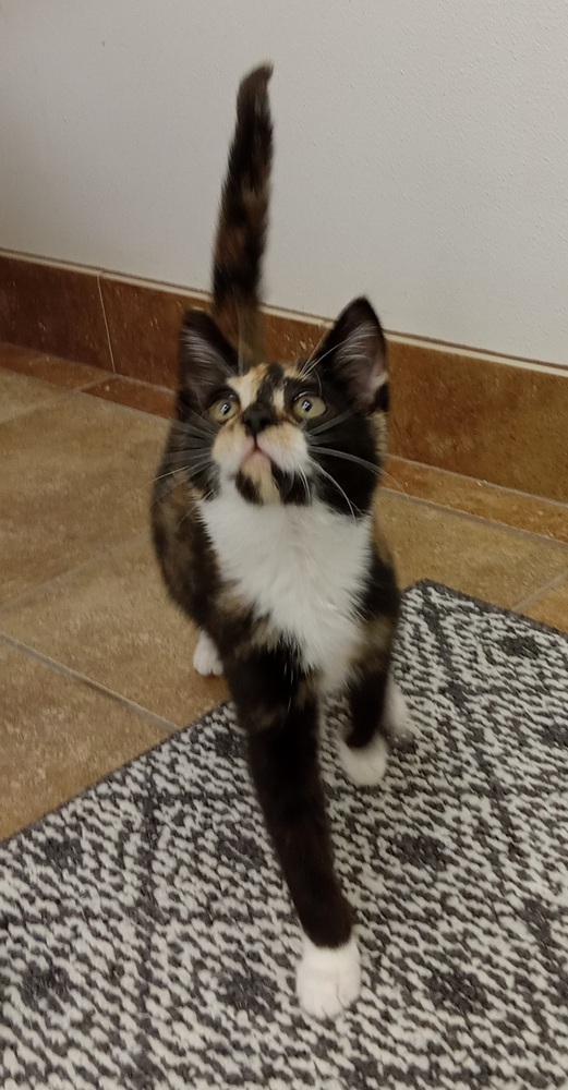 Petstablished Manage your Animal Welfare Organization (AWO) with our easytouse software.