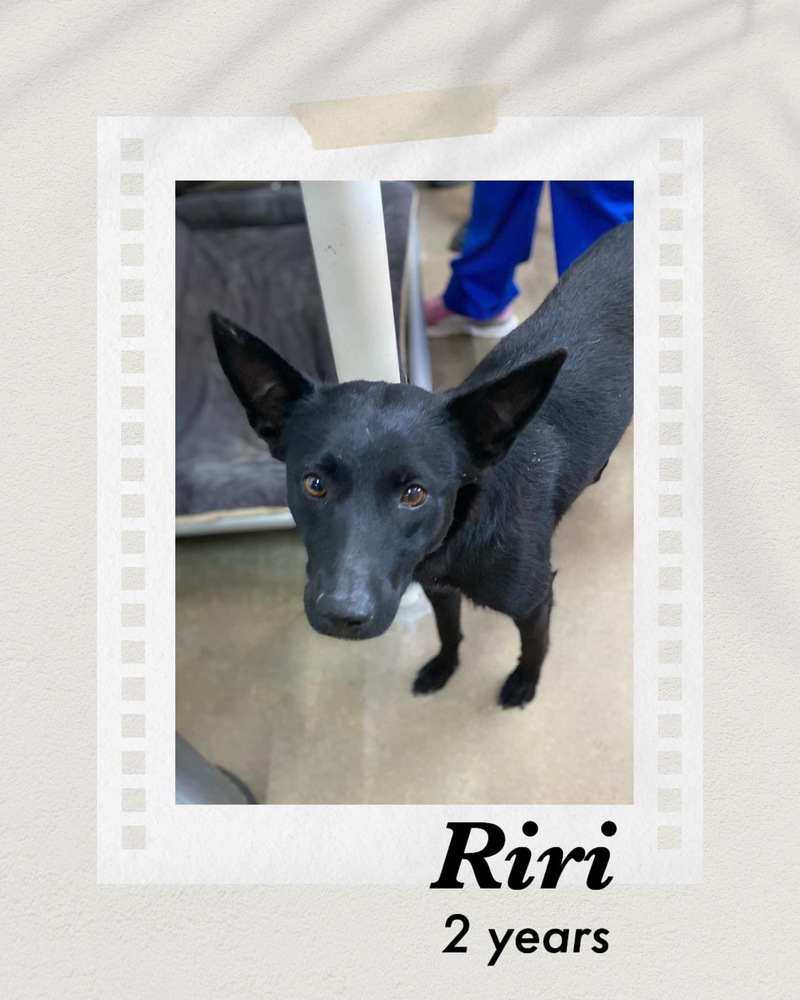 Adopt Puerto Peñasco Barb's Dog Rescue Queenie