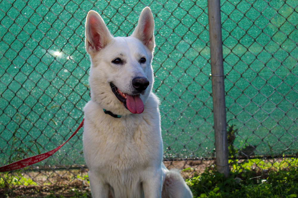 Wagtopia Best Microchip Registry, Passive Geolocation Smart Tags, and