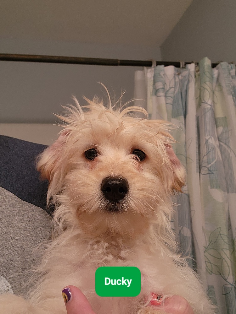 Wagtopia Best Microchip Registry, Passive Geolocation Smart Tags, and