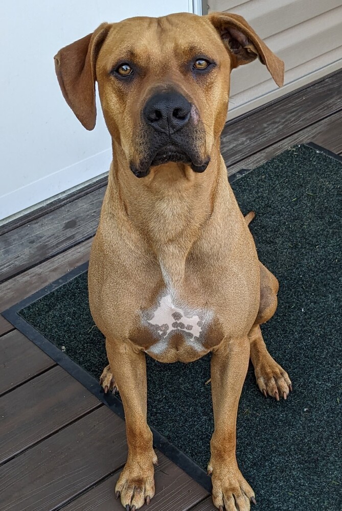 Boxer Ridgeback Rescue Dogs Ridgeback Boxer Mix Puppy