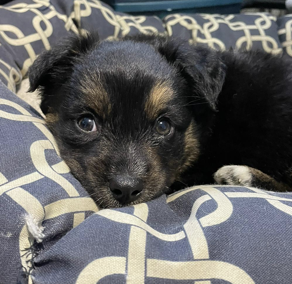 terrier german shepherd mix puppy