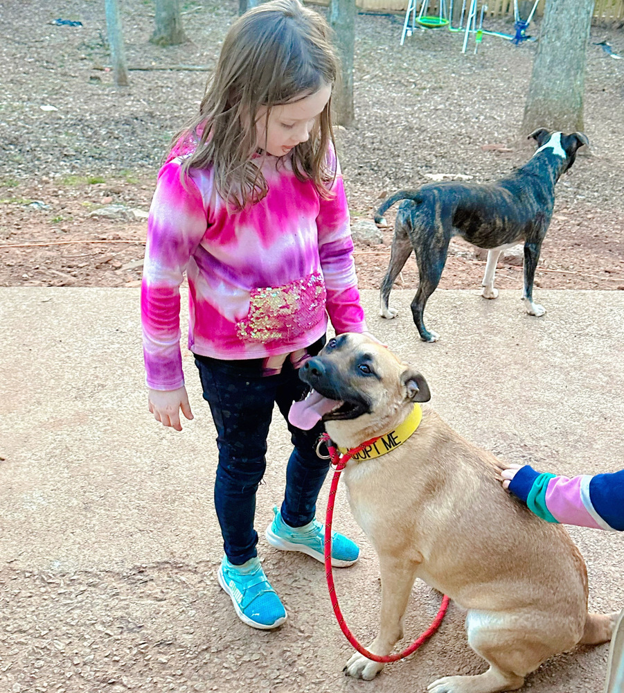 Wagtopia Best Microchip Registry, Passive Geolocation Smart Tags, and