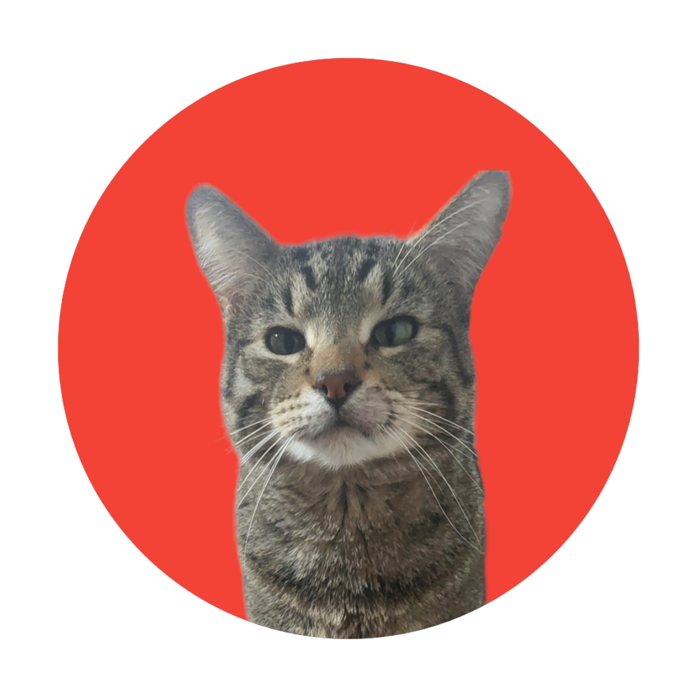 wagtopia-best-microchip-registry-passive-geolocation-smart-tags-and