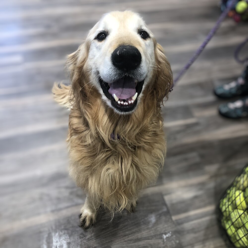 Grrom Home - GRRAND - Golden Retriever Rescue