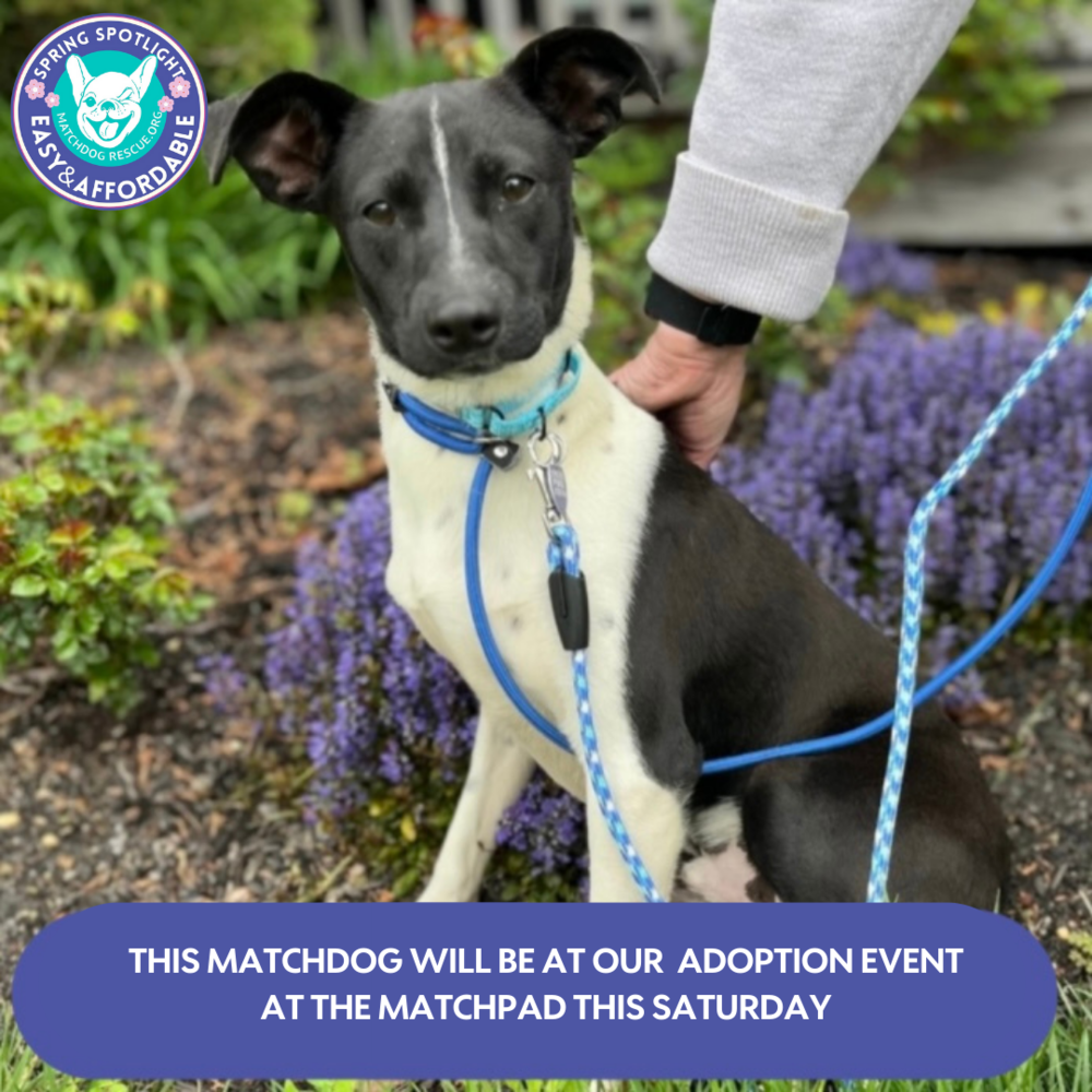 Wagtopia Best Microchip Registry, Passive Geolocation Smart Tags, and