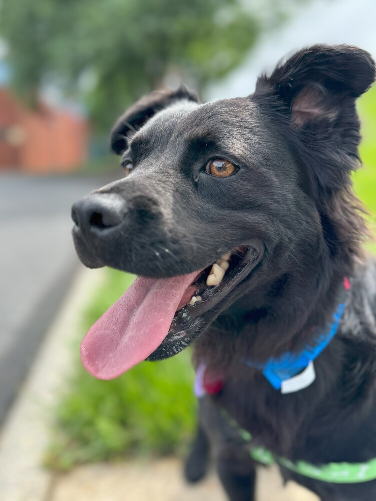 Wagtopia Best Microchip Registry, Passive Geolocation Smart Tags, and