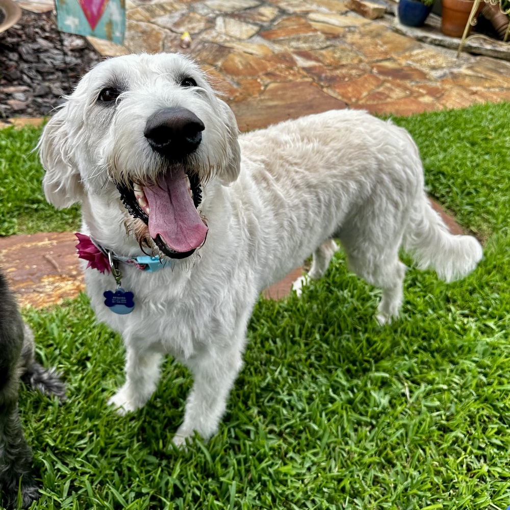 Wagtopia Best Microchip Registry, Passive Geolocation Smart Tags, and