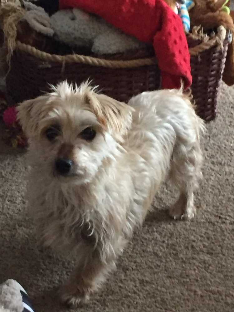 Meet Morkie Lucy Please Read Bio A Petstablished Maltese Dog In