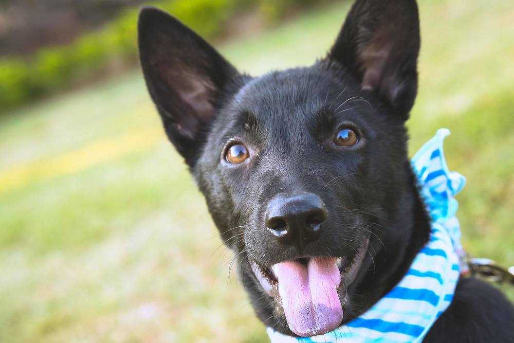 Petstablished Manage Your Animal Welfare Organization Awo With Our Easy To Use Software