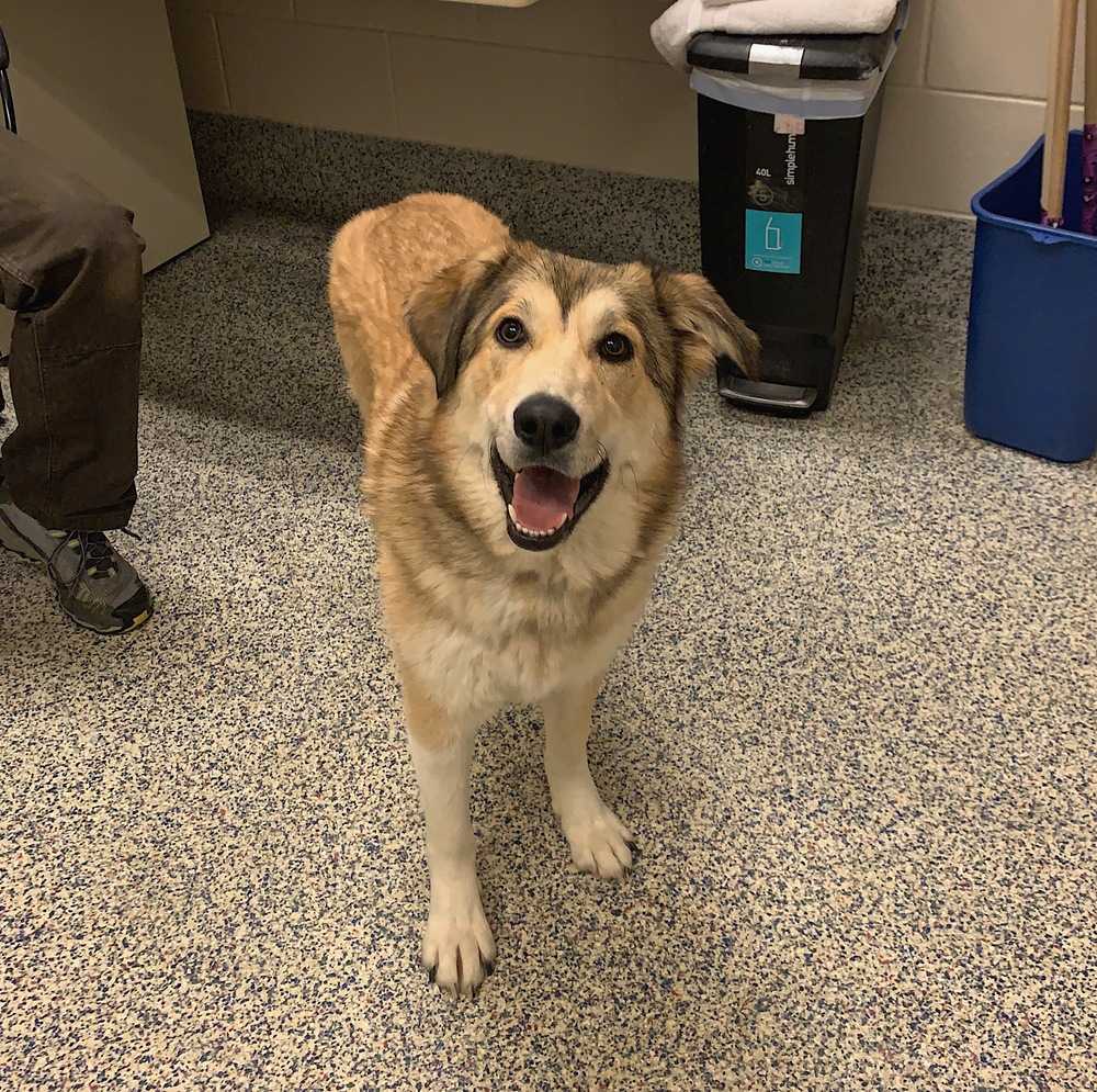 Adopt Gallery Underdogs Animal Rescue