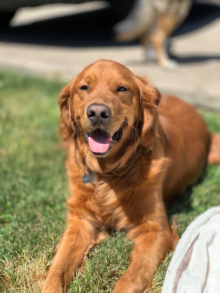 Meet Copper, a Petstablished Golden Retriever Dog in Springfield
