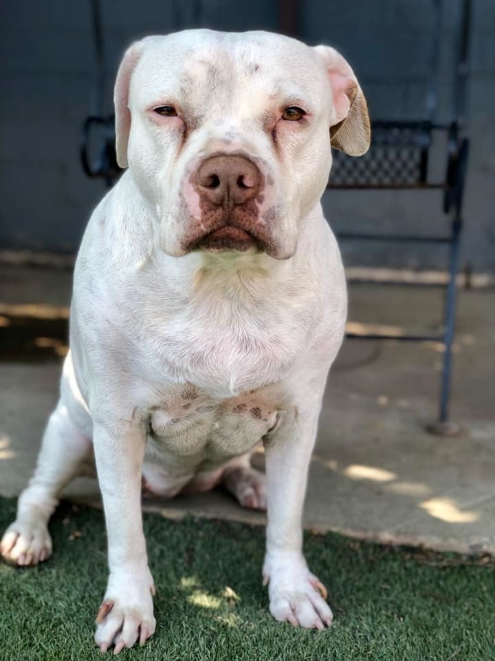 Meet Ginger, a Petstablished American Pit Bull Terrier Dog in Phoenix