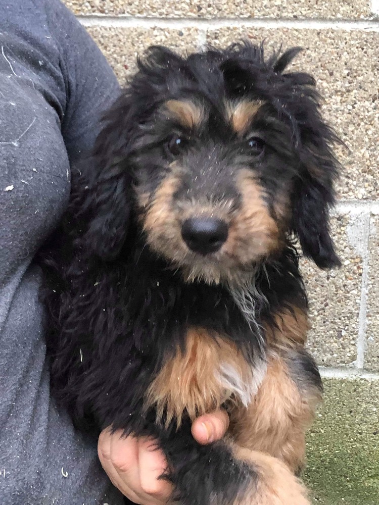 Petstablished | Manage your Animal Welfare Organization ...