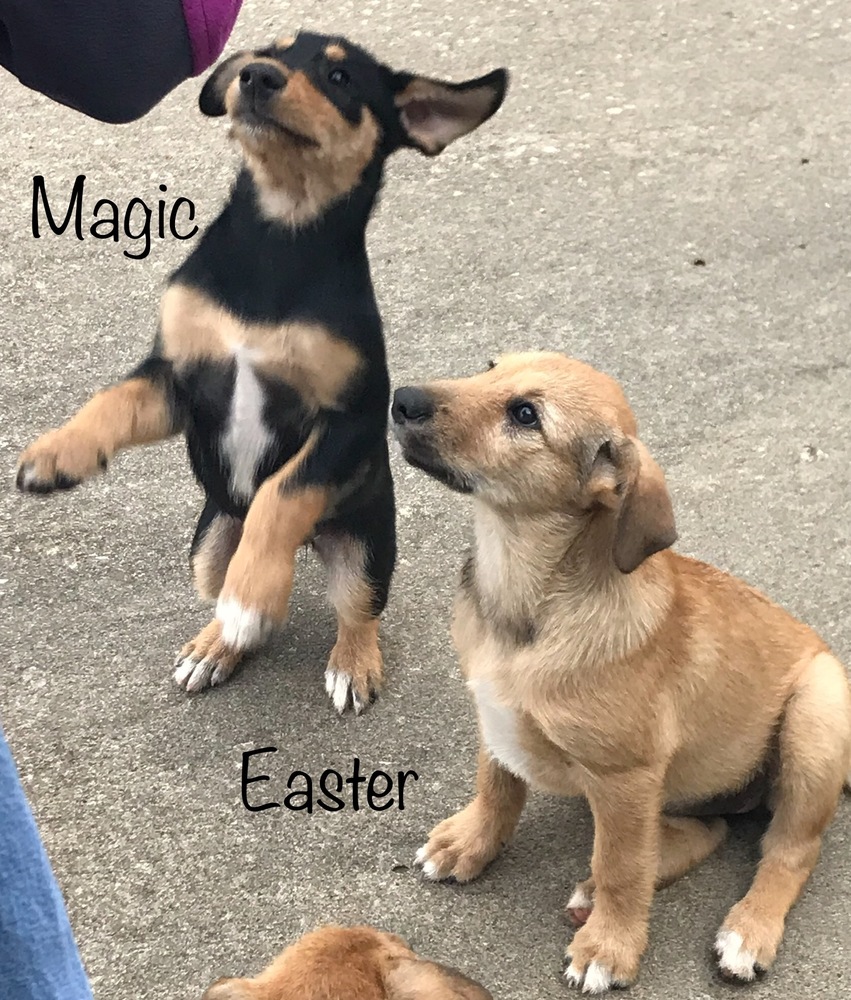 wire mouth heeler breed