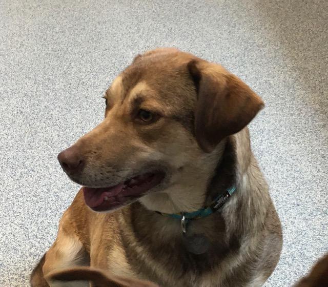 Petstablished Manage Your Animal Welfare Organization Awo With Our Easy To Use Software