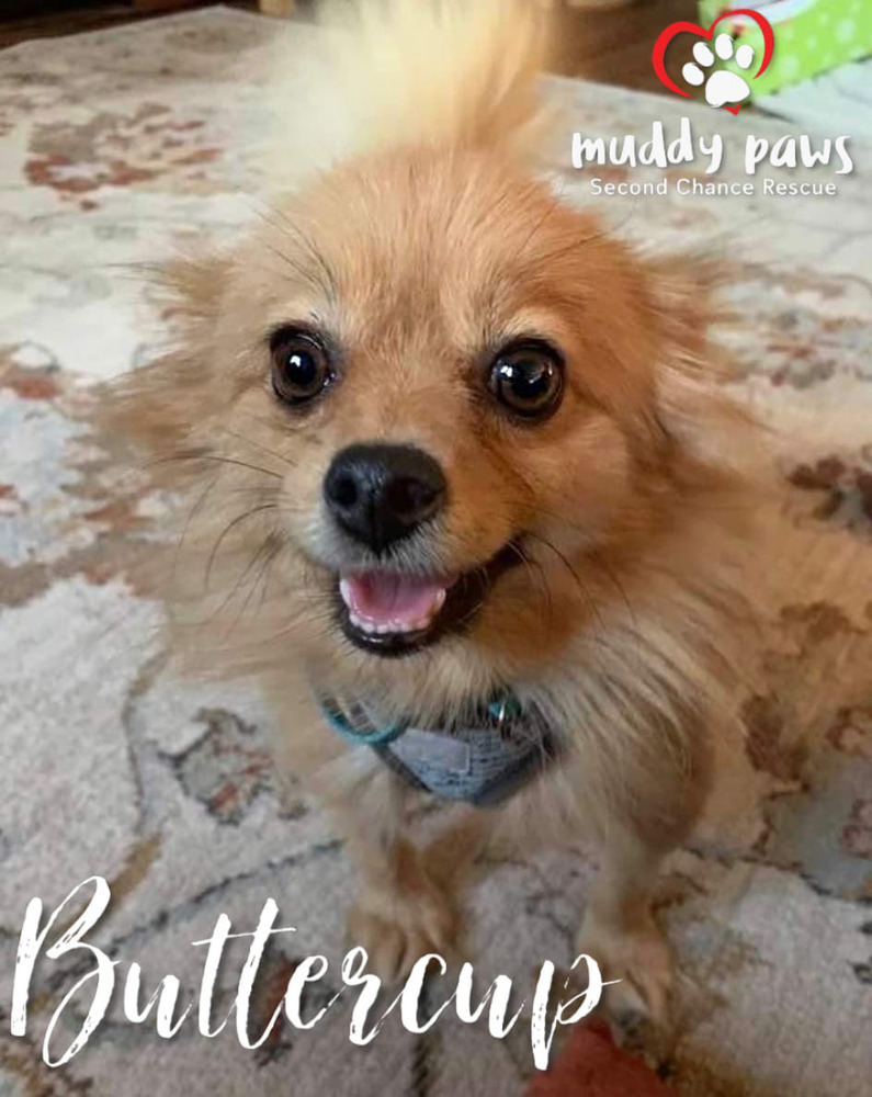 second chance pomeranians