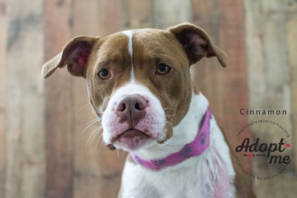 Petstablished Manage Your Animal Welfare Organization Awo With Our Easy To Use Software