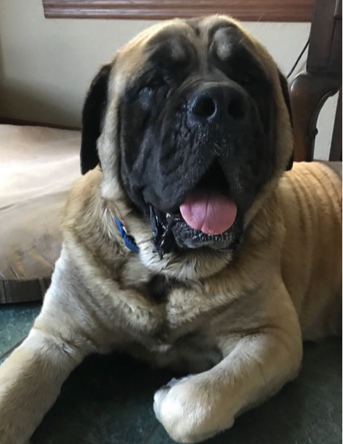 mastiff rescue organizations